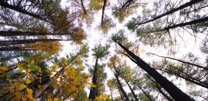 Biomassa: un’opportunità per il sistema energetico